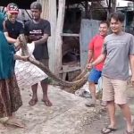 Sarang Hewan Reptil di Kolam Pancing Aji Gunung, Warga Berhasil Tangkap Ular